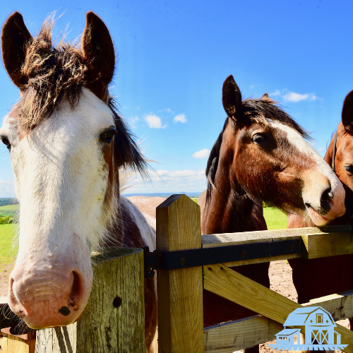 two horses standing by a fence