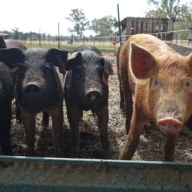 pigs lined-up side-by-side in a pig pen looking out