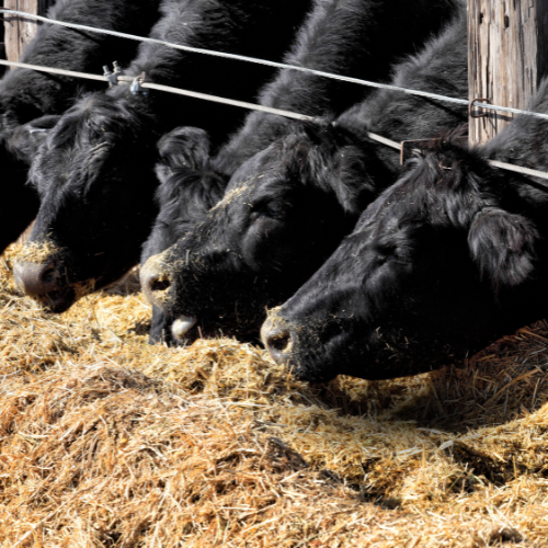 Black Angus cattle eating at a feed lot