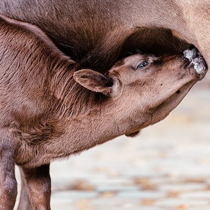 Red angus calf feeding from its mother's tit