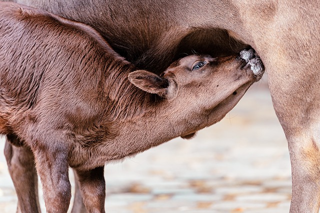 Red angus calf feeding from its mother's tit